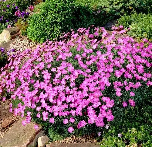 Ґрунтопокривні гвоздики