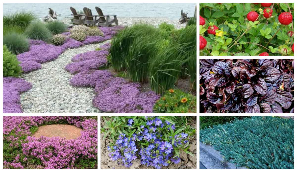 Ґрунтопокривні рослини замість газону