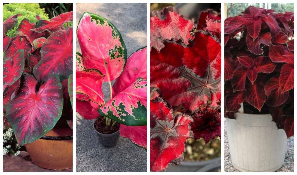 кімнатні рослини з червоним листям