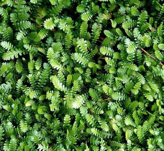 Котула шорстка