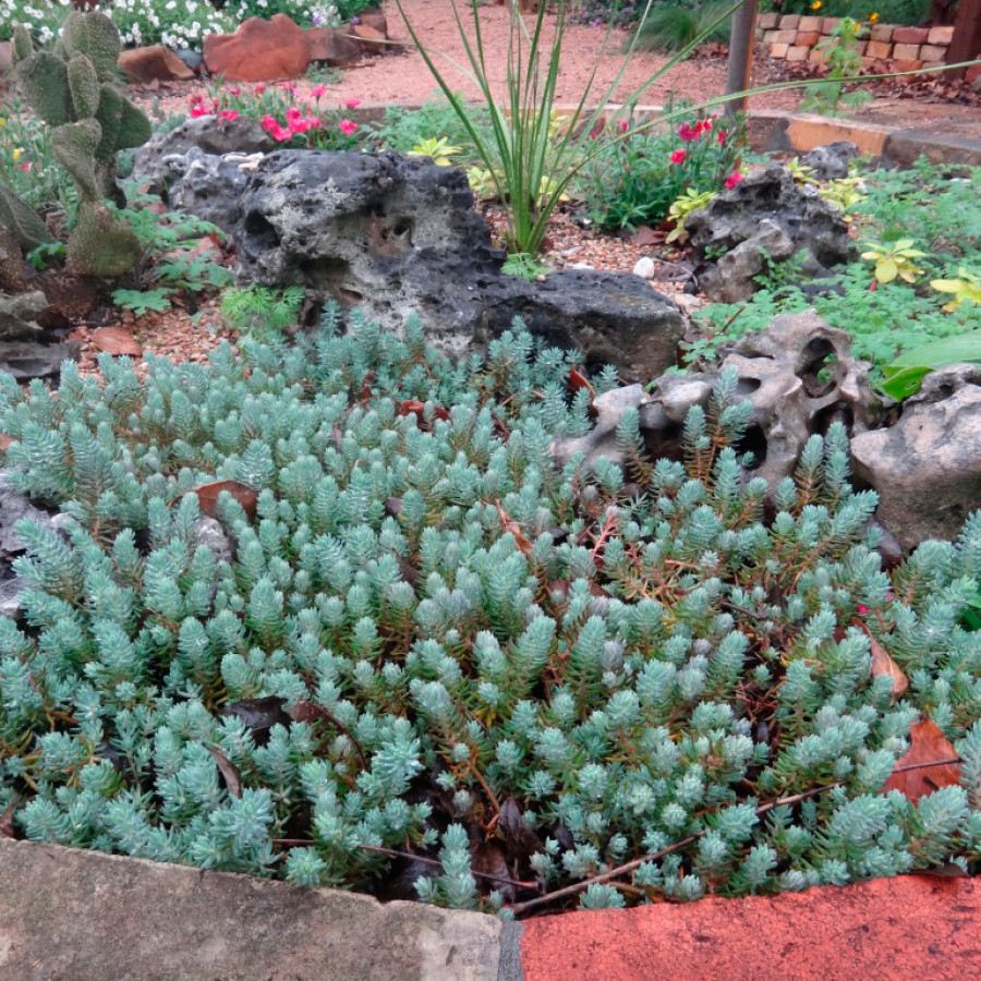 Очитки ґрунтопокривні