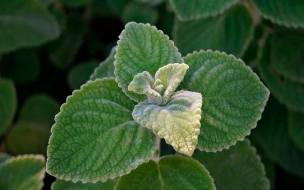 Кімнатні рослини з пухнастим листям