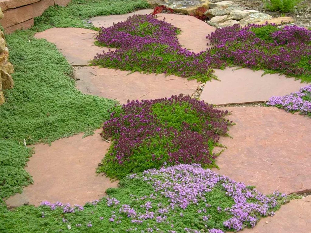 Ґрунтопокривні рослини замість газону