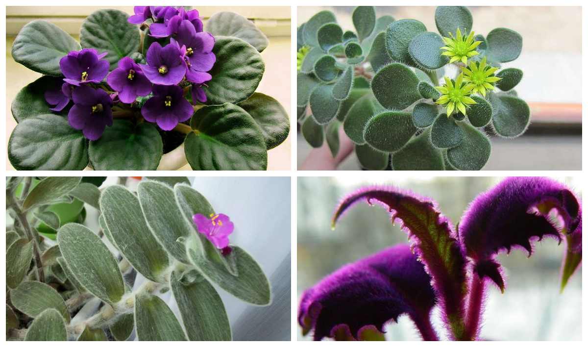 Кімнатні рослини з пухнастим листям