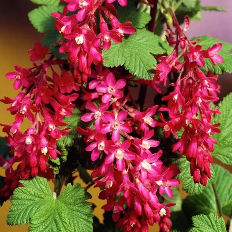 Смородина декоративна