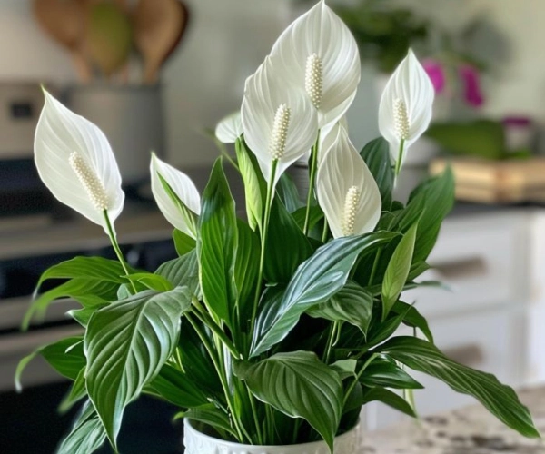 Спатифілум