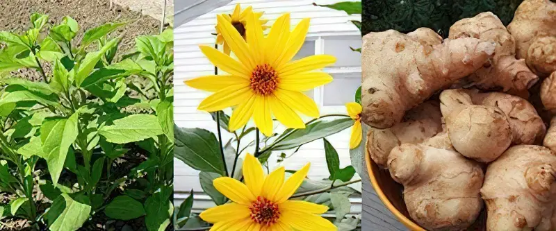 Топінамбур