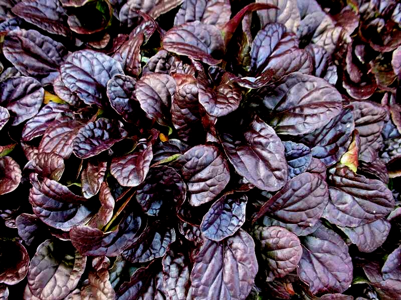 Живучка повзуча