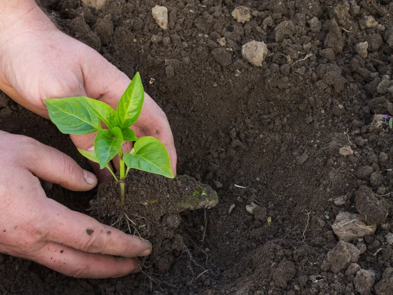 Розсада перцю