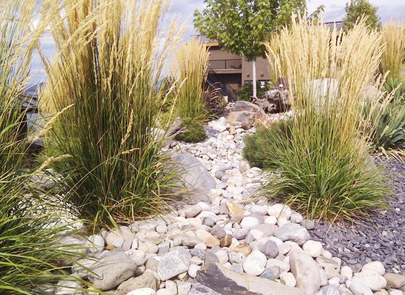 Декоративні трави у ландшафтному дизайні