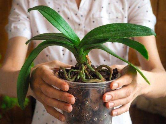 Реанімувати орхідею