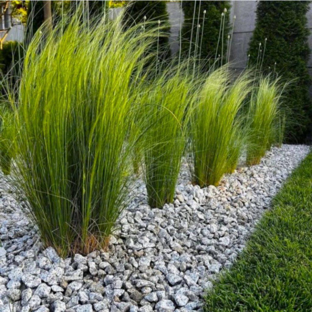 Декоративні трави у ландшафтному дизайні