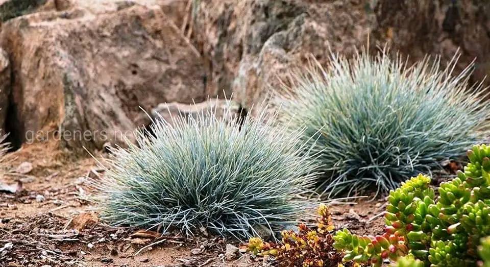 Декоративні трави у ландшафтному дизайні