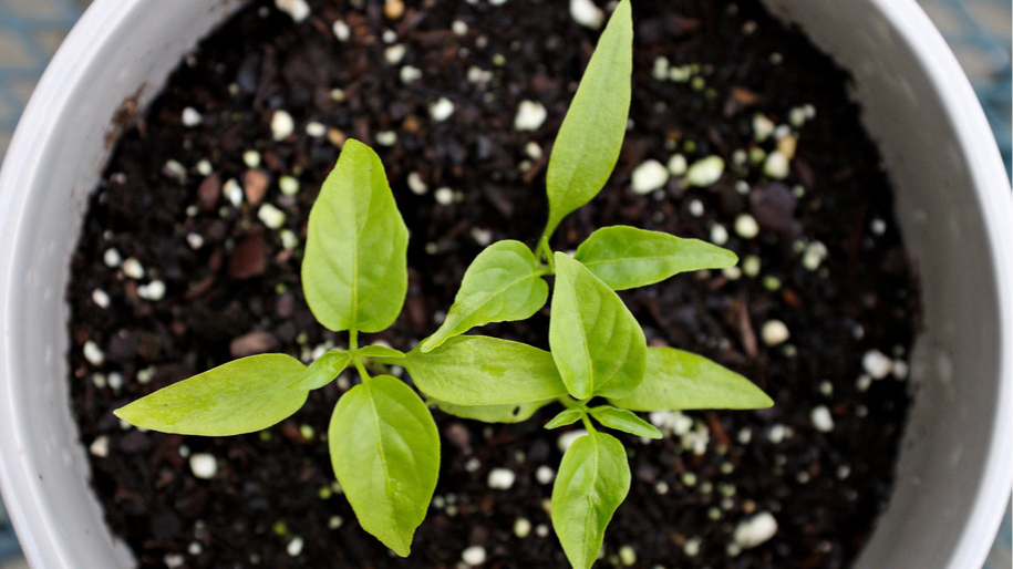 Розсада перцю