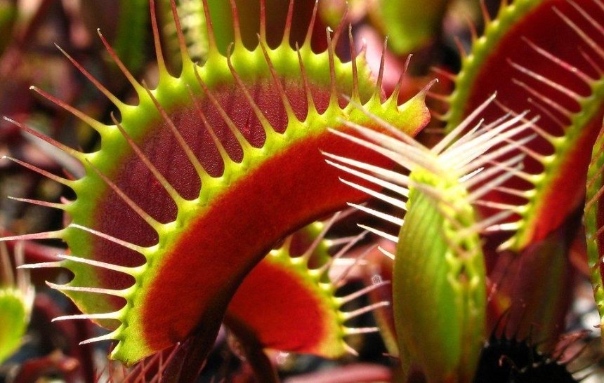 Хижі рослини