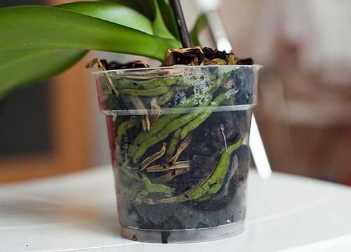 Реанімувати орхідею