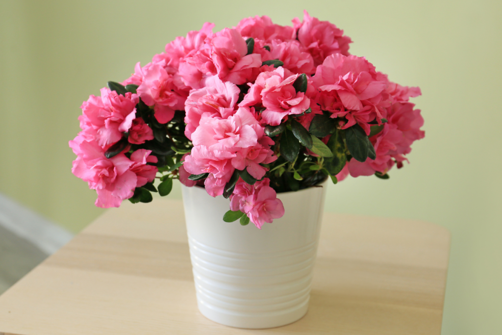 Кімнатна азалія