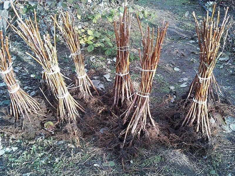 Саджанці ягідних кущів