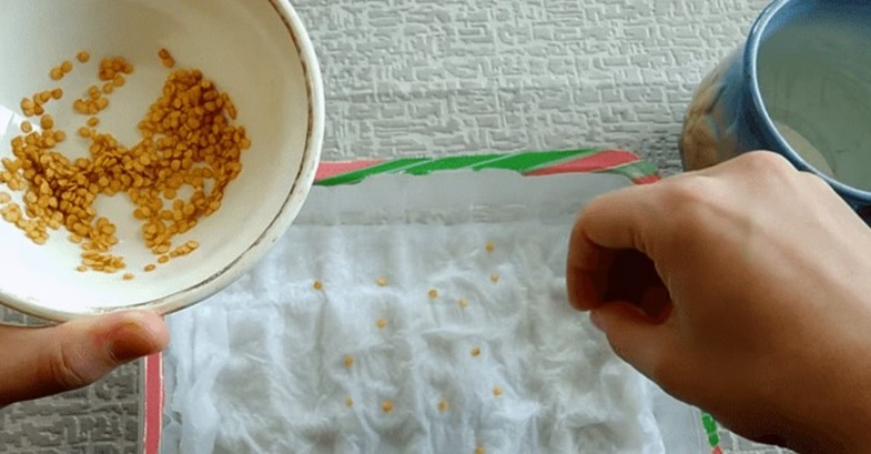 Перевірка насіння