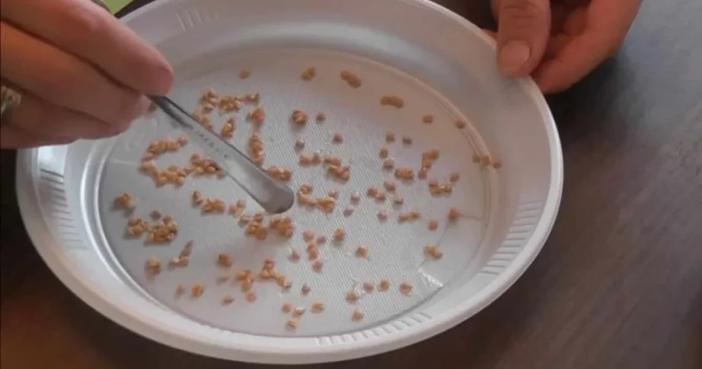 Перевірка насіння