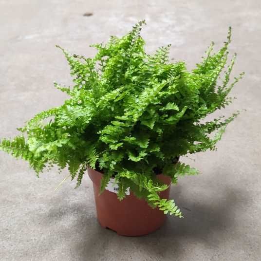 нефролепіс