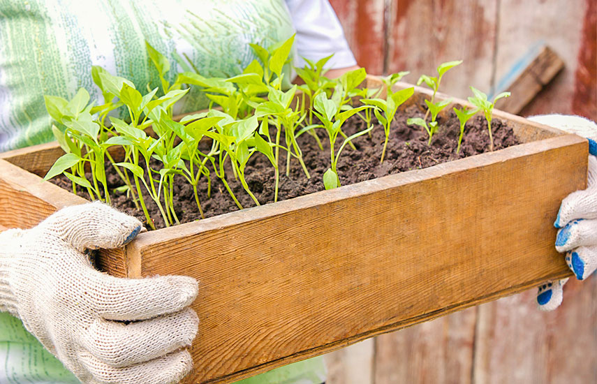 Розсада перцю