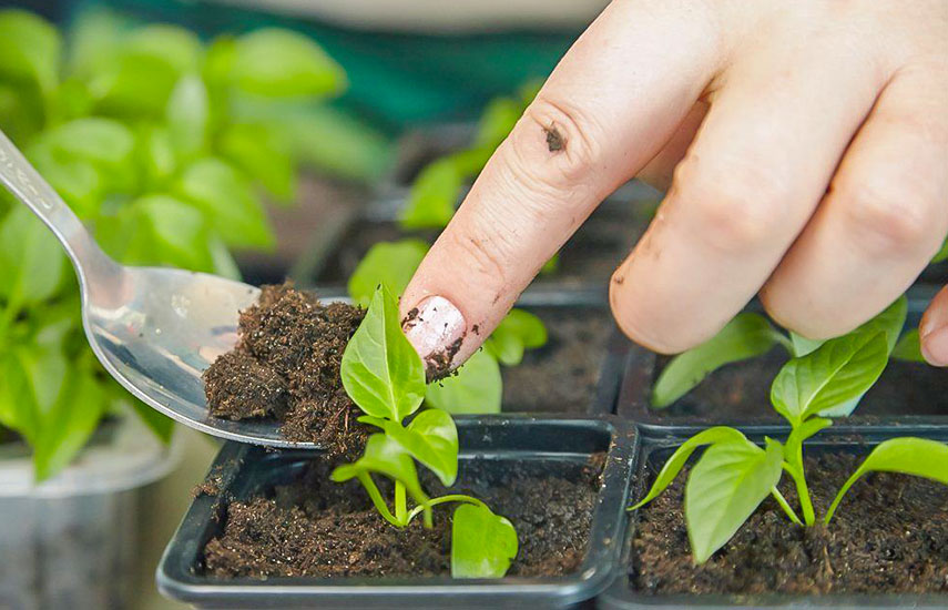 Розсада перцю