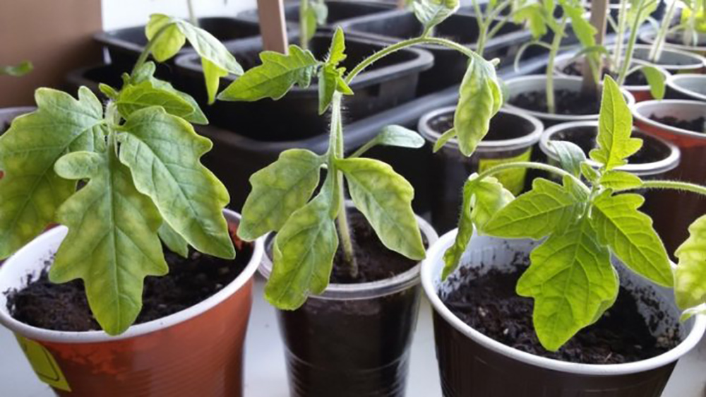 Розсада помідорів