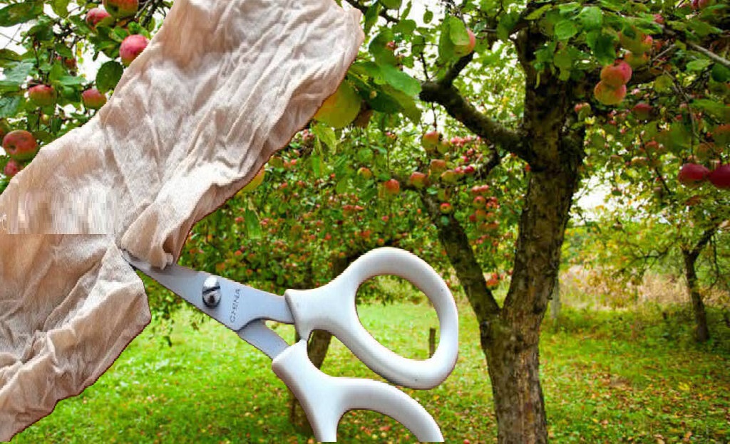 колготки для саду