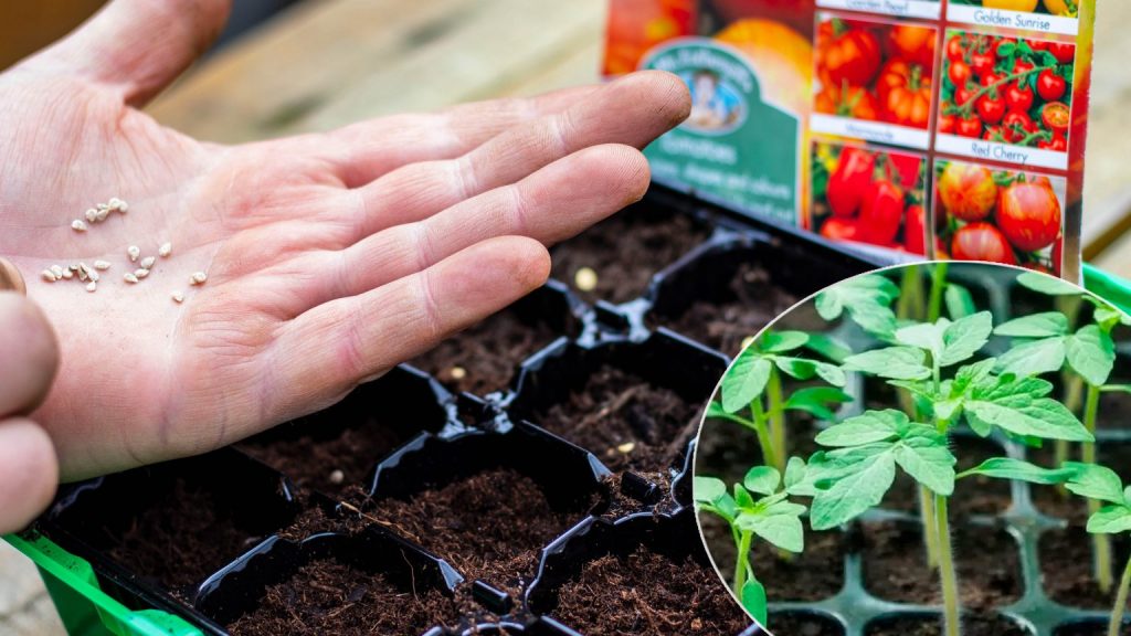 сіяти розсаду