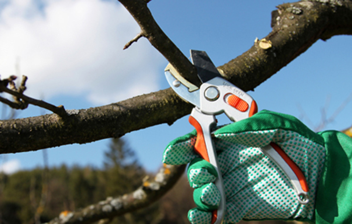 Весняна обрізка