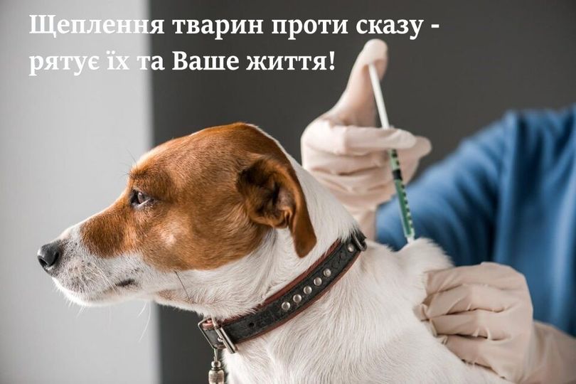 Вакцинація собаки від сказу