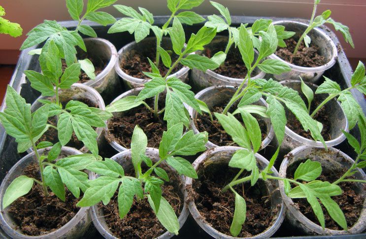 Розсада помідорів, перцю, баклажанів