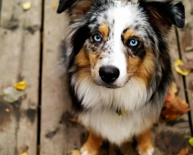 Австралійська вівчарка