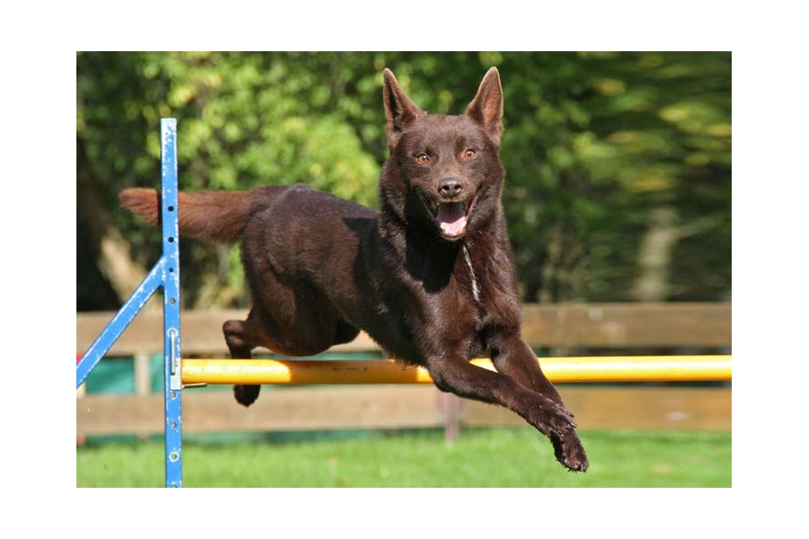 Австралійський келпі