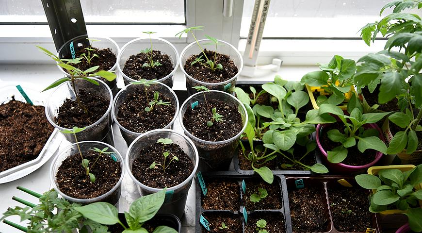 Розсада квітів