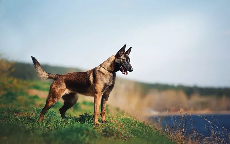 Бельгійська вівчарка малінуа