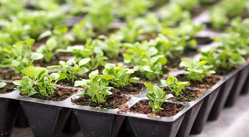 Розсада квітів