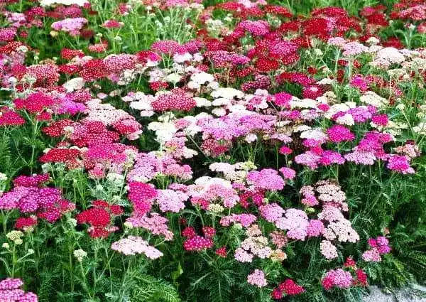 Декоративний деревій