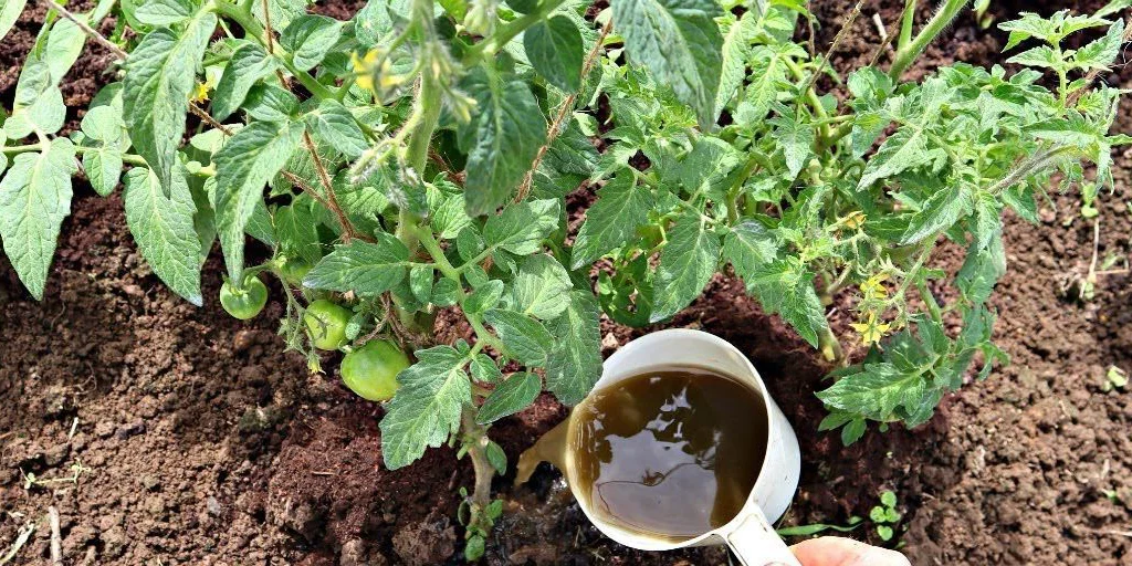 Підживлення помідорів