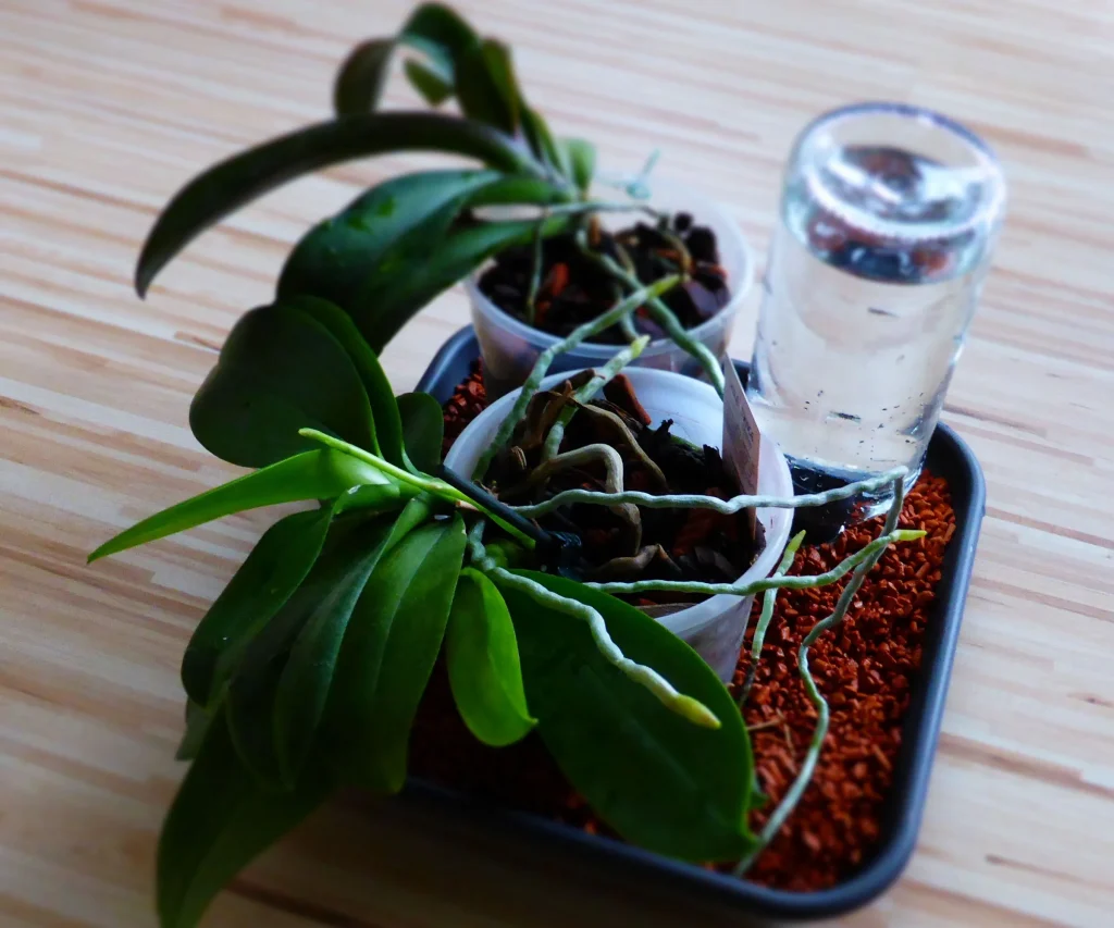 Фаленопсис любить підвищену вологість повітря.