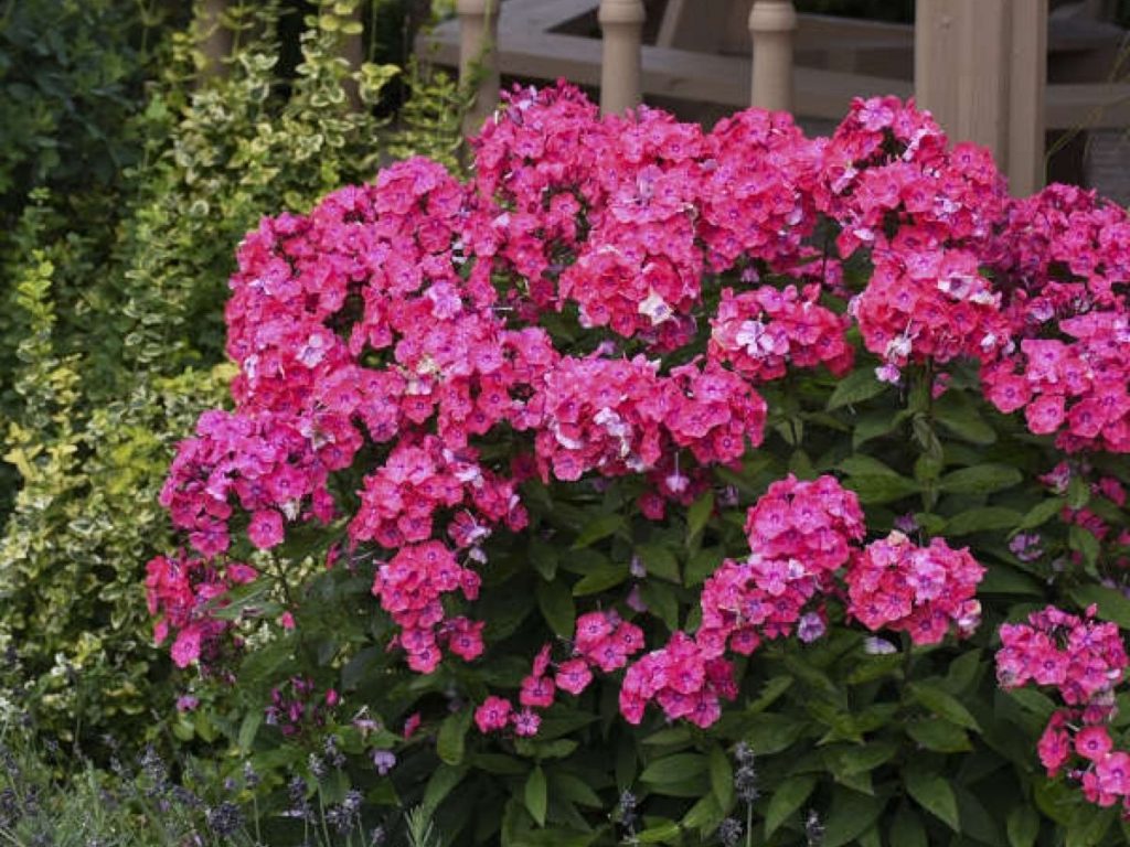 Флокс волотистий