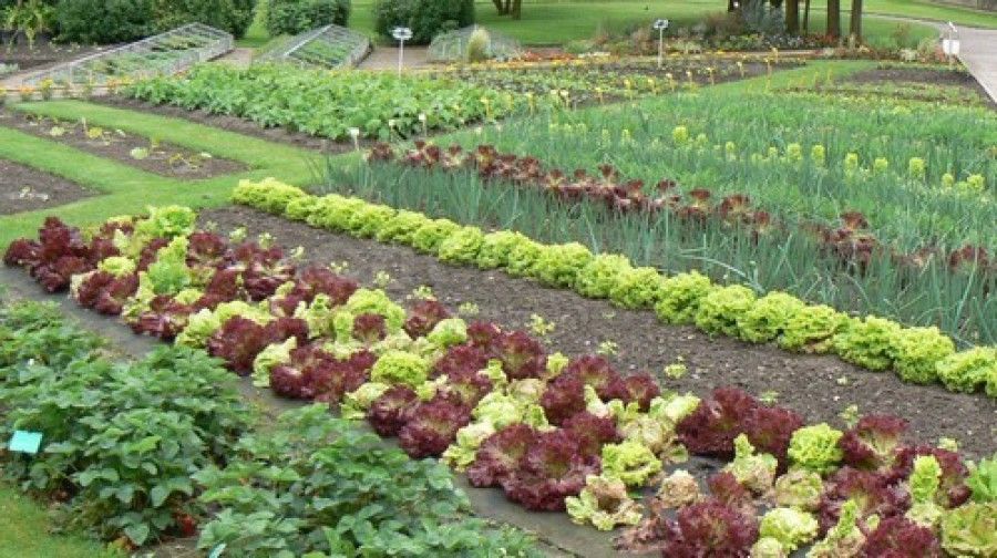 Що посіяти у квітні на городі