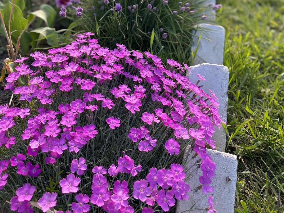 Гвоздика-трав’янка