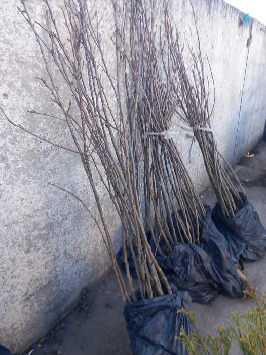 Саджанці плодових дерев