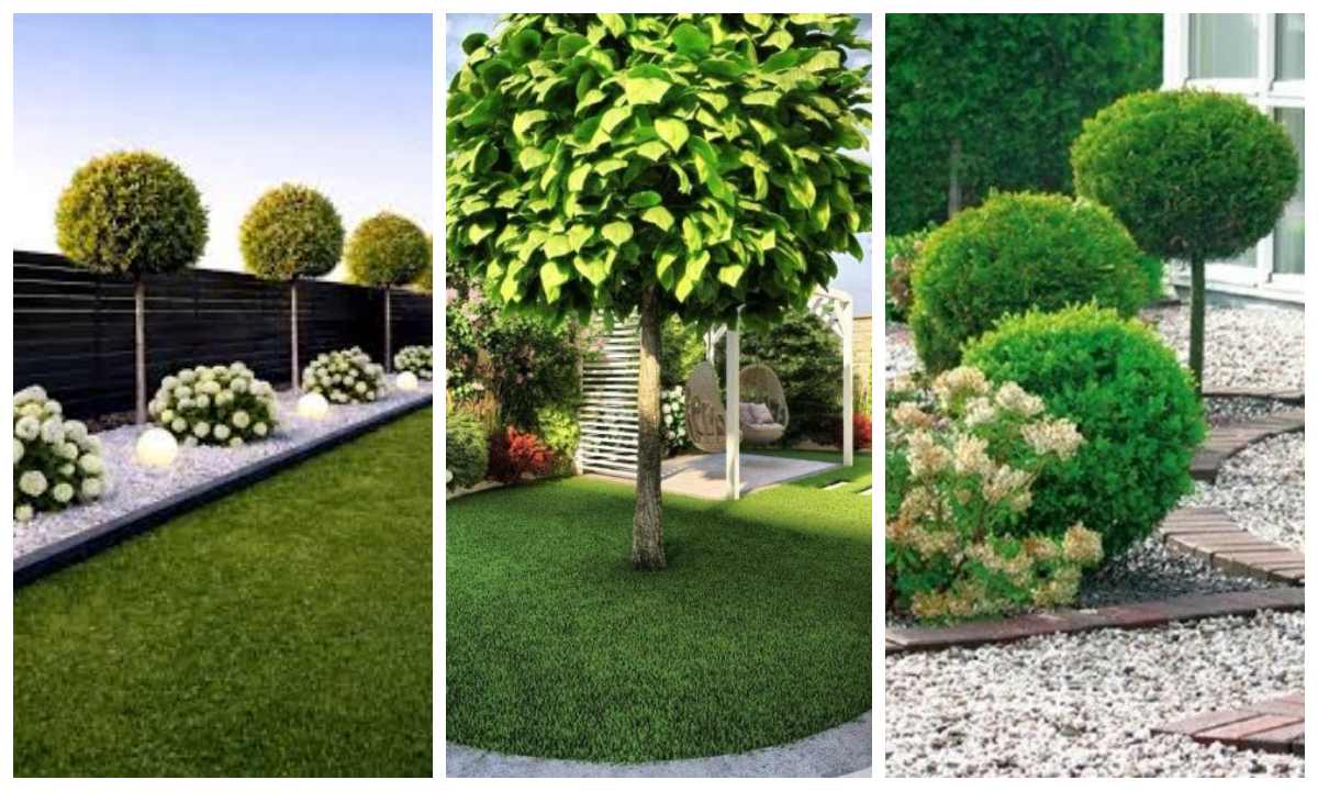 рослини-солітери