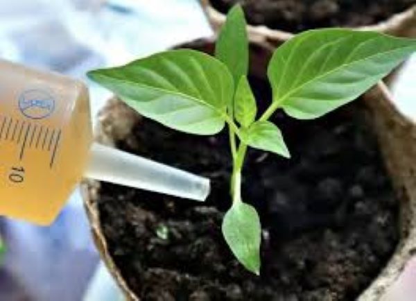 Розсада помідорів, перцю, баклажанів