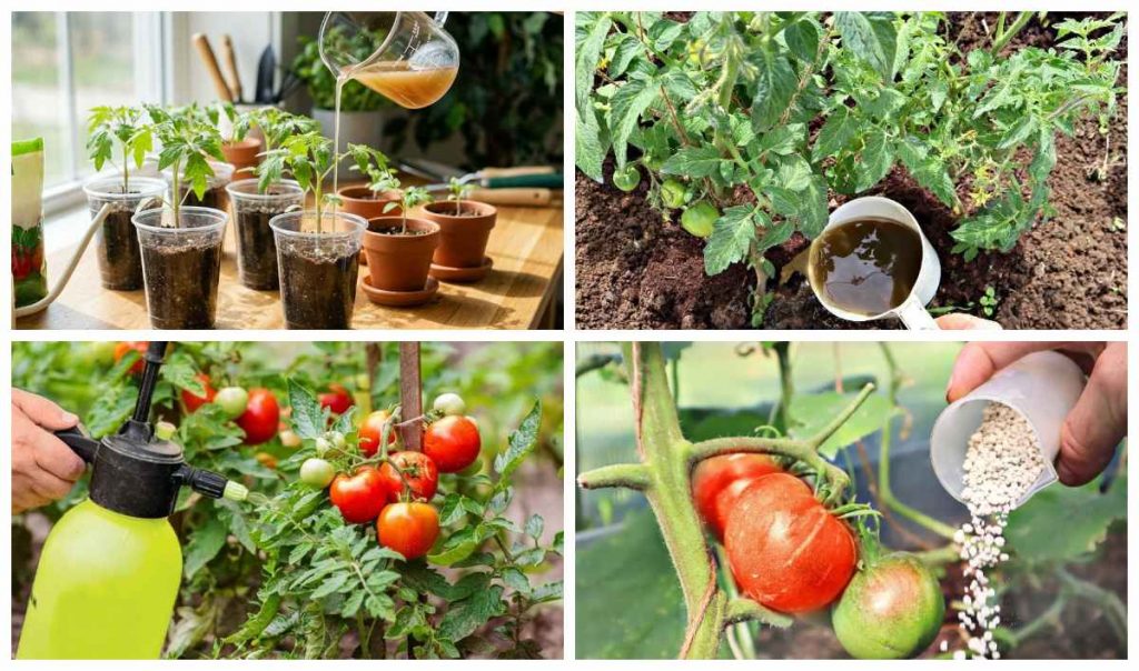 Підживлення помідорів