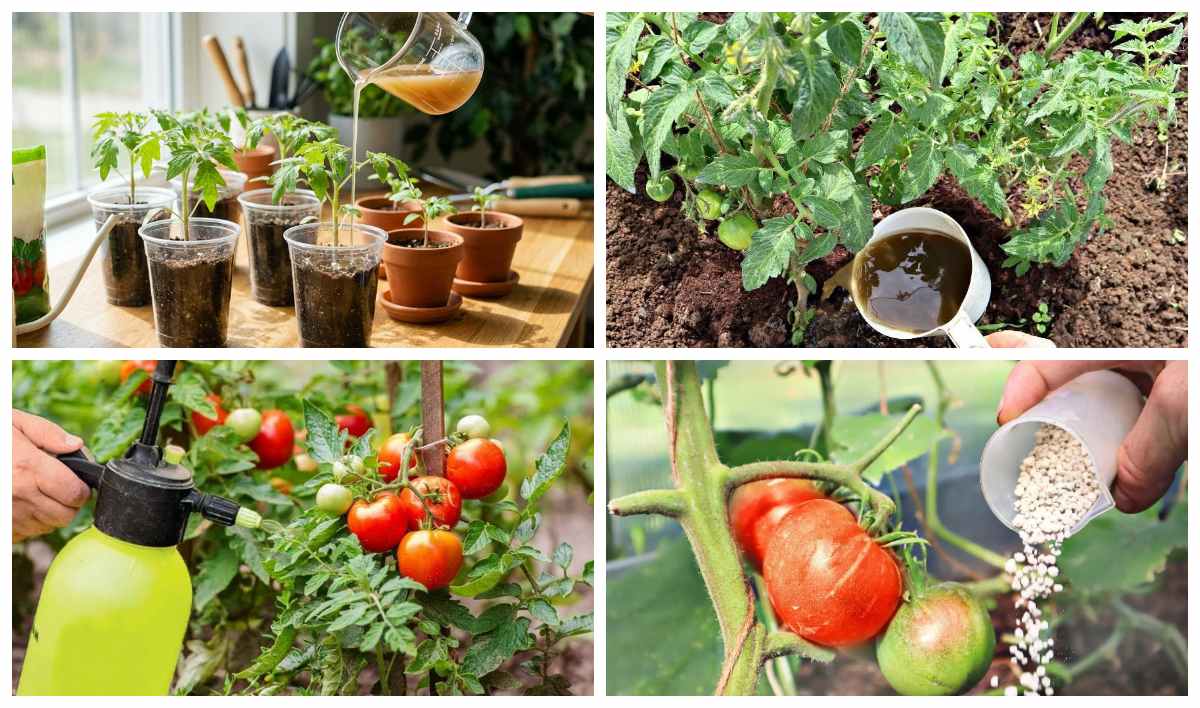 Підживлення помідорів