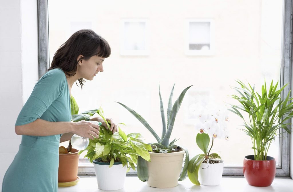 Догляд за кімнатними рослинами навесні